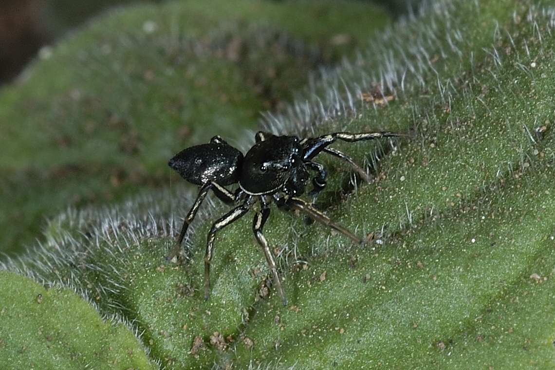 Heliophanus sp. - Civita Castellana (VT)